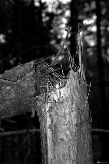 FX №207962 Broken tree black white