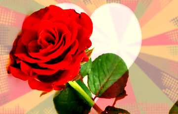 FX №207492 Red beautiful rose rays and heart colors