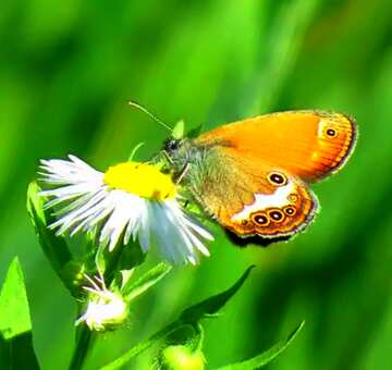 FX №207545 Butterfly drinks flower nectar