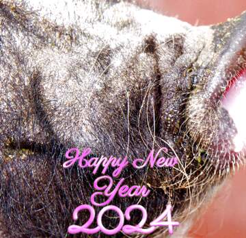FX №207351 Happy new year 2024 pig