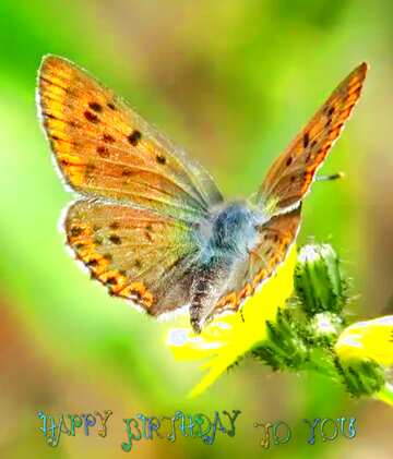 FX №207560 Flying butterfly happy birthday card background