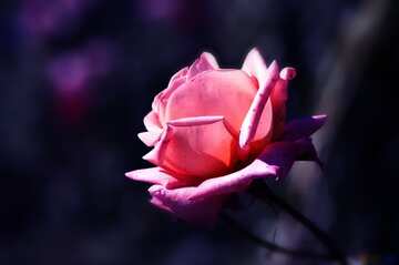 FX №207880 Pink rose blue dark