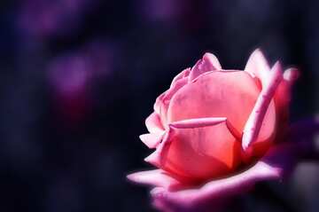 FX №207882 Pink rose blue blur frame