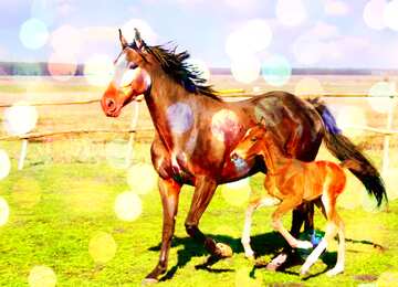 FX №207995 Horses bokeh  background