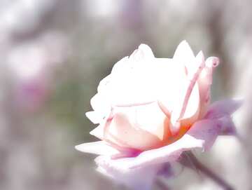 FX №207877 Flower rose blur light