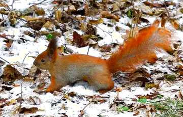 FX №207482 snow squirrel