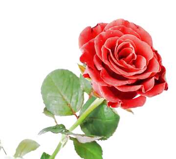 FX №207857 Red beautiful rose flower