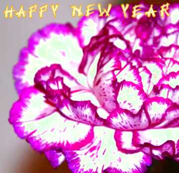 FX №207454 Carnation flower happy new year