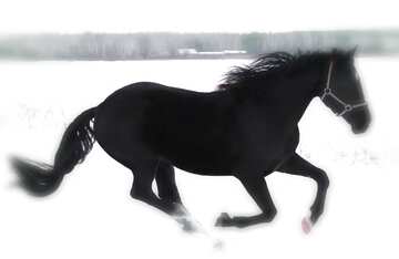 FX №207377 Horse in the snow blur frame