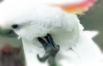 FX №207833 Funny white  Parrot blur frame