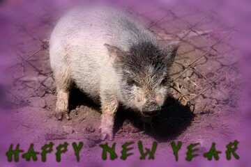 FX №207412 Pig happy new year