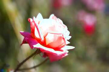 FX №207870 Pink rose flower