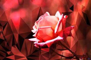 FX №207878 Pink rose triangles polygonal red  background