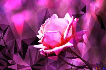 FX №207875 Pink rose Polygonal background