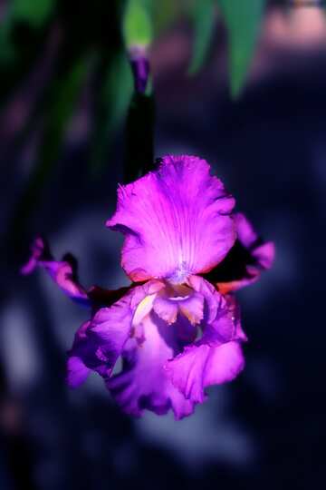 FX №207235 Beautiful flower hard dark bright blue blur frame