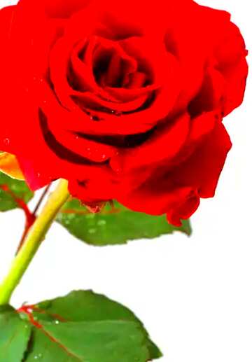 FX №207928 Red beautiful rose flower   vivid colors