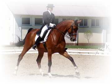 FX №207511 Dressage horse