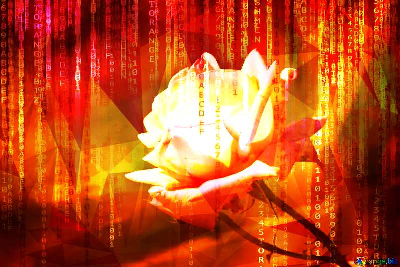 Pink rose polygonal technology background binary code digital red №4210