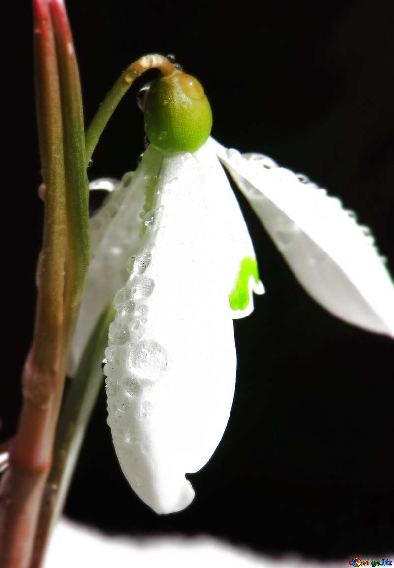Beautiful white spring  flower blur frame №38374