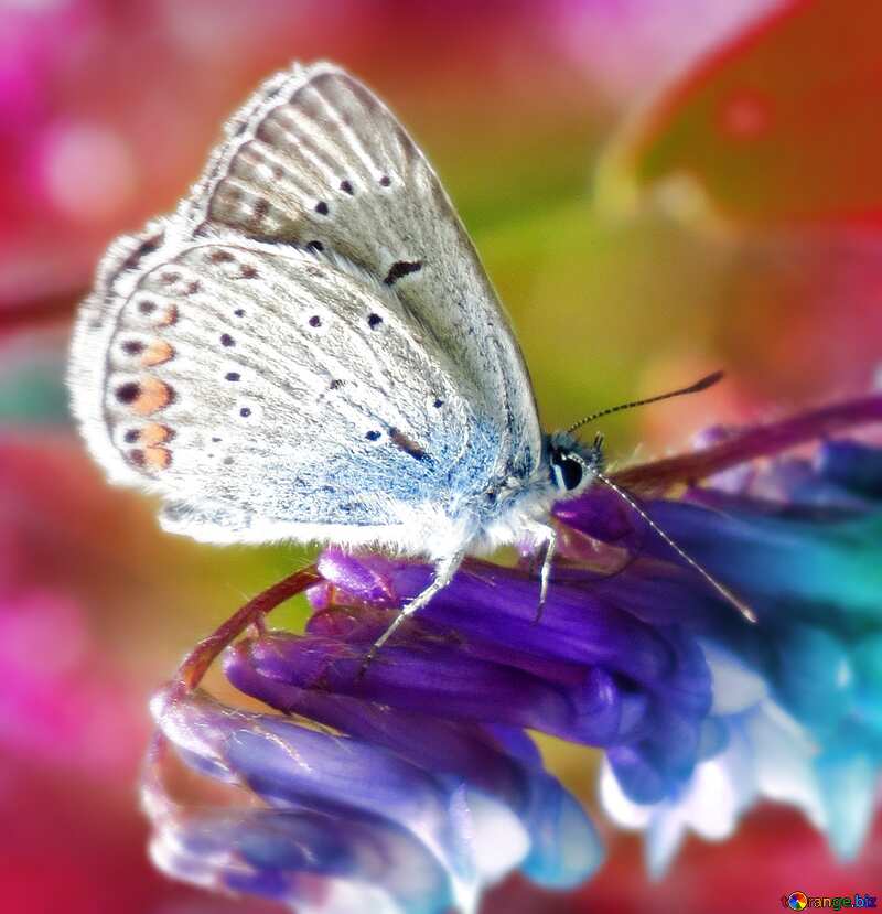 Big Butterfly blur frame №25918