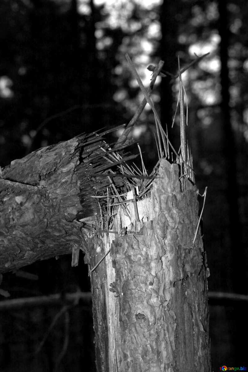 Broken tree black white №19069