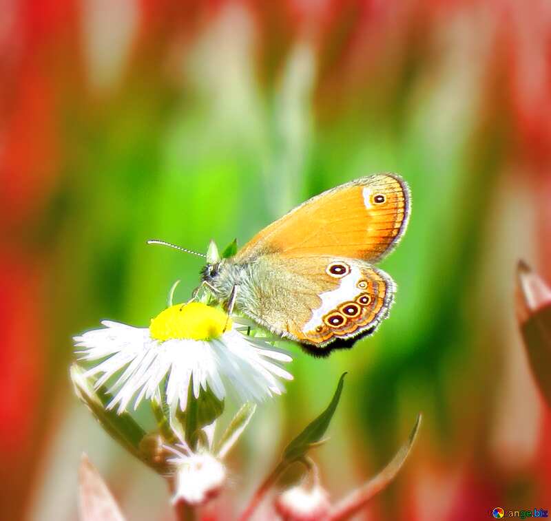 Butterfly drinks flower nectar blur frame №24990