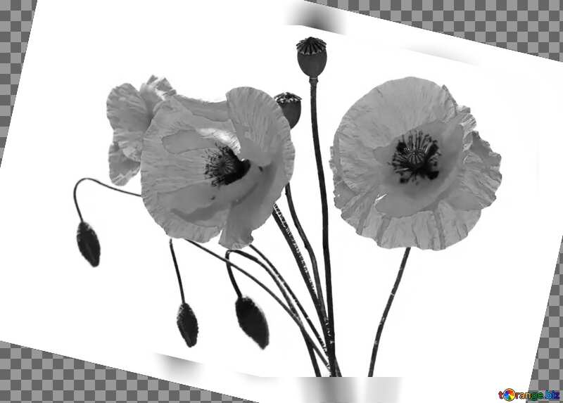 Bouquet of poppies without background grey fuzzy border №37135