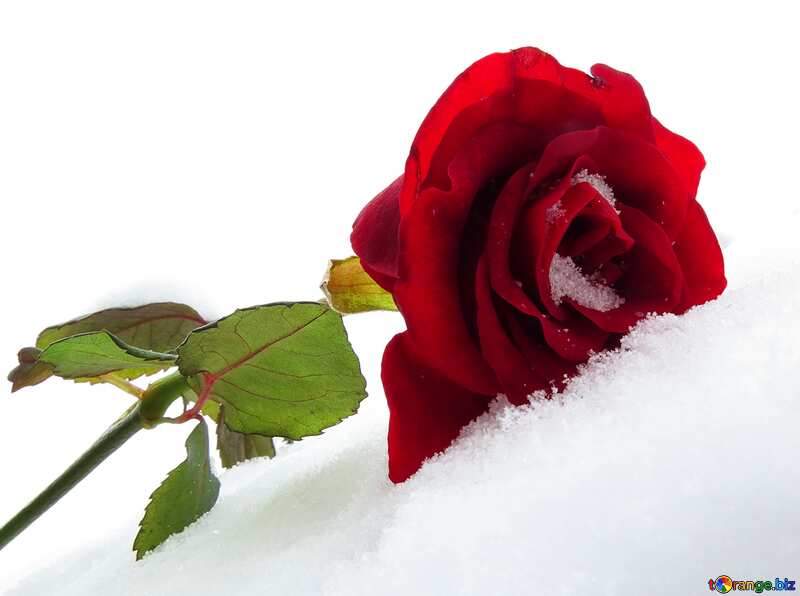 Rose on winter snow white №16962