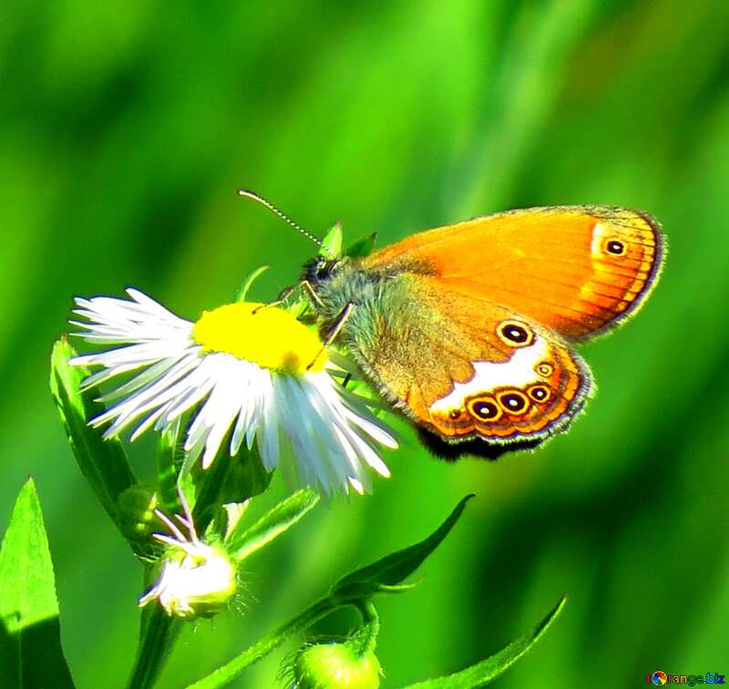 Butterfly drinks flower nectar №24990