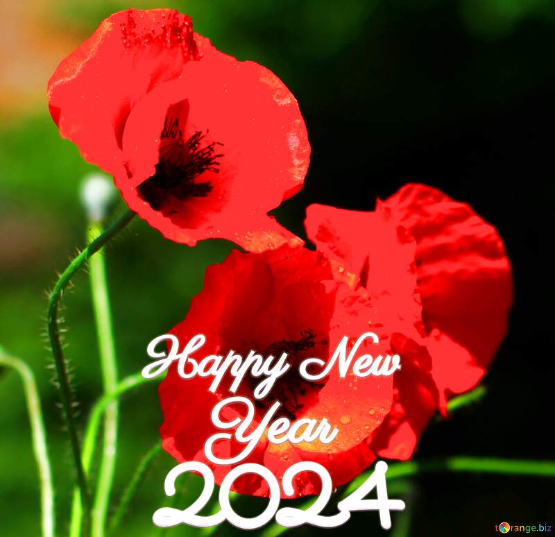 Beautiful background with poppies happy new year 2024 №37107