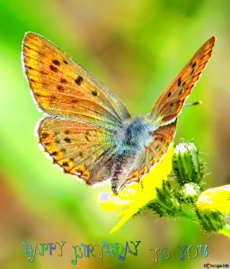 Flying butterfly happy birthday card background №25913