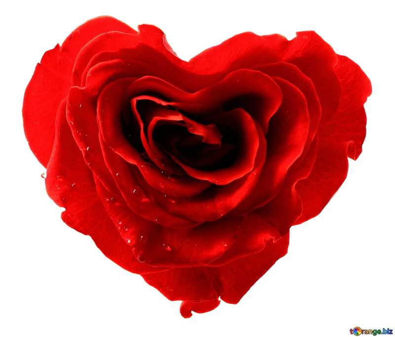 Rose heart shape №17029