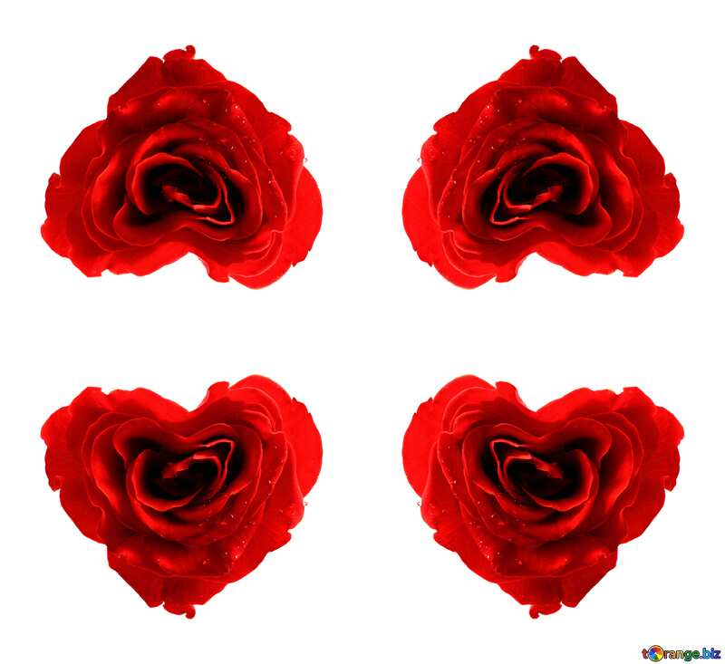 Rose heart pattern №17029