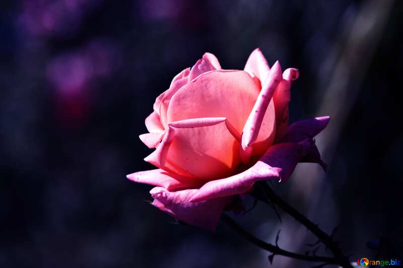 Pink rose blue dark №4210