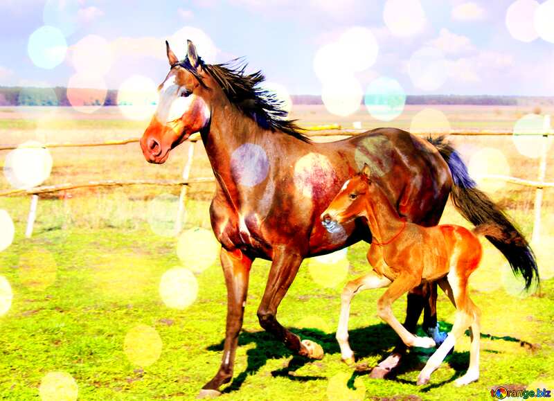 Horses bokeh  background №6182