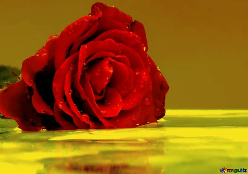Rose flower on water background №16908