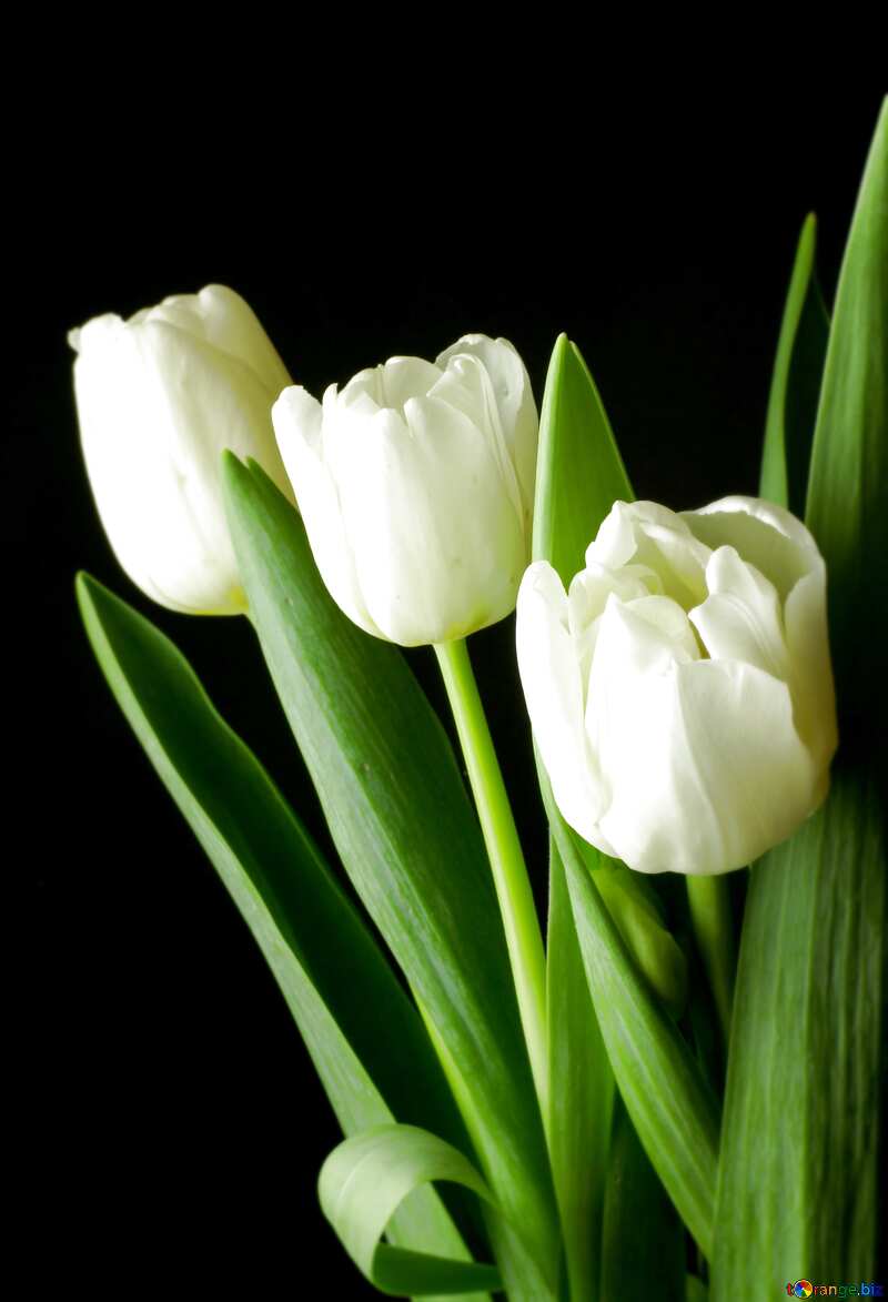 Tulips bouquet on a black background blur frame №46270