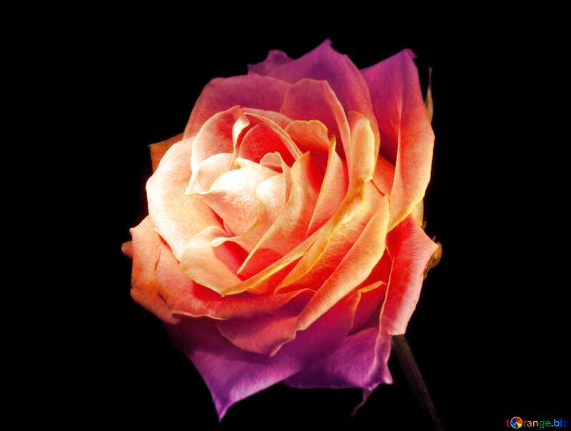 Download free picture Rose flower wallpaper light on CC-BY License ~ Free  Image Stock  ~ fx №207767