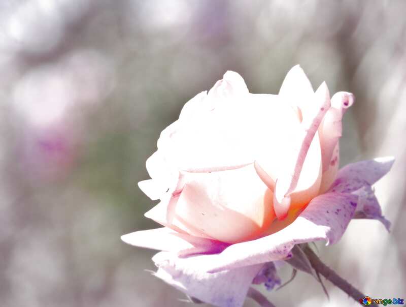 Flower rose blur light №4210