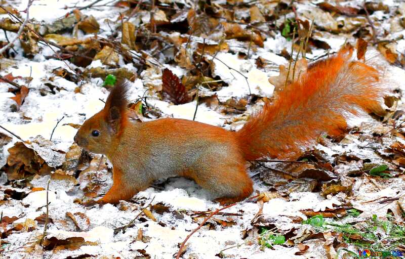 snow squirrel №51319