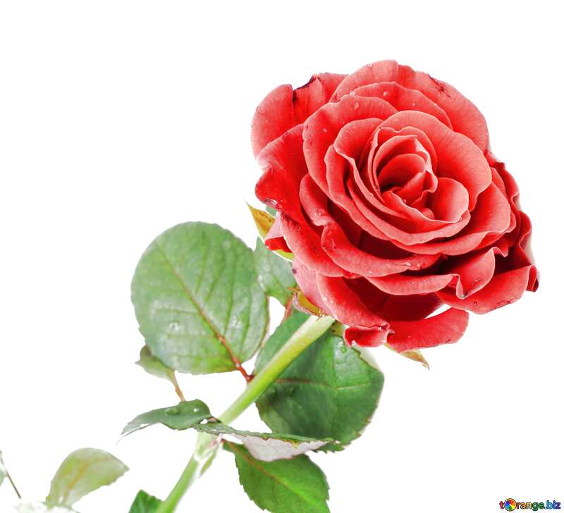Red beautiful rose flower №16891
