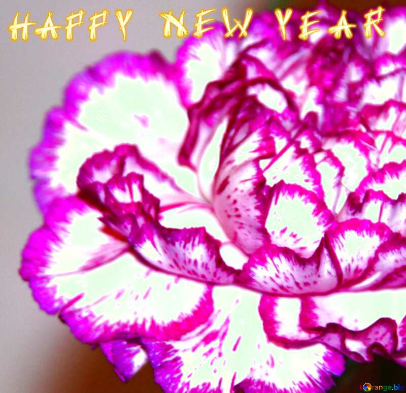 Carnation flower happy new year №968