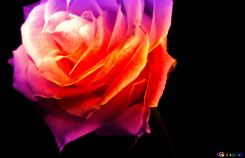 Fire Rose wallpaper for desktop blur frame №1236