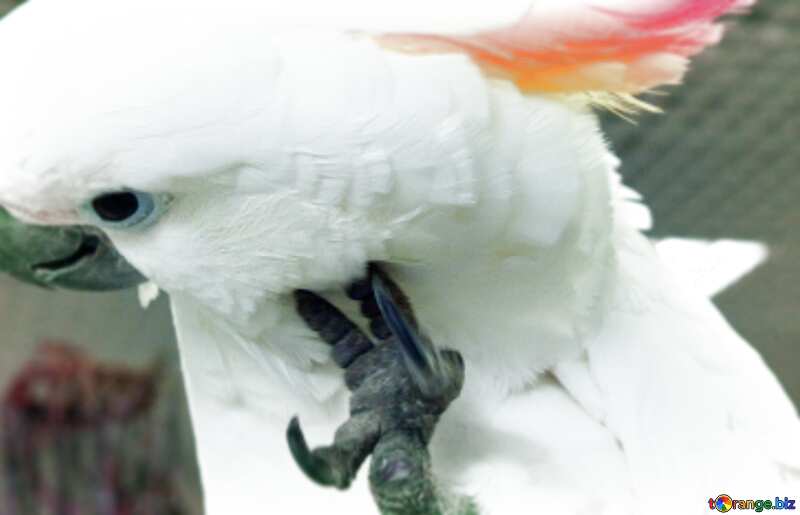 Funny white  Parrot blur frame №10783