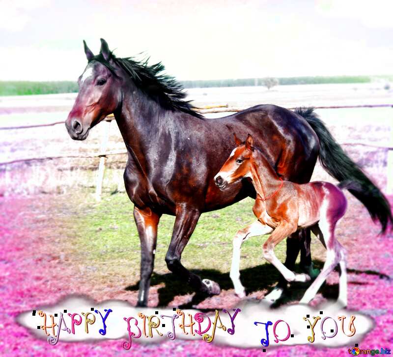 Horse happy birthday card №6182