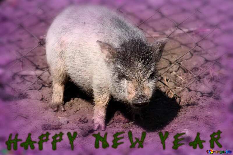 Pig happy new year №1265