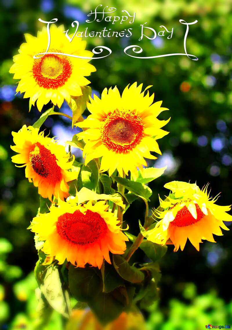 Sunflowers bouquet happy valentines day №32701