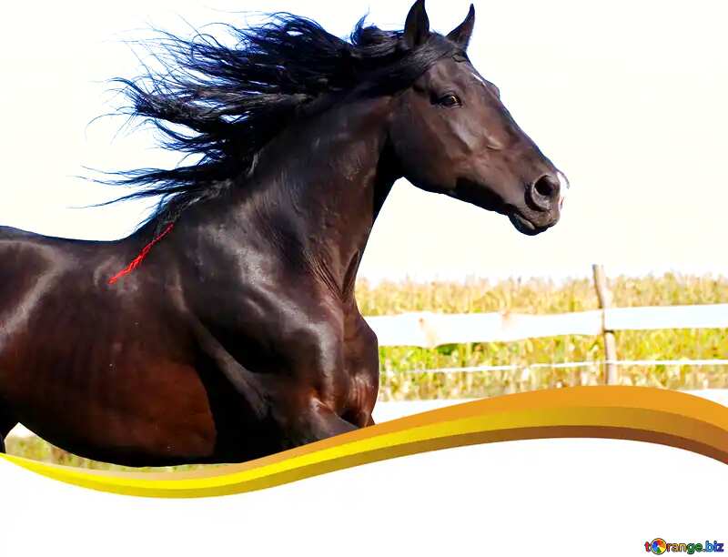 Running horse curved border №36663