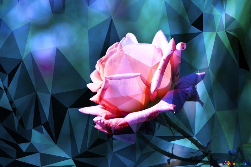 Pink rose blue polygonal background №4210