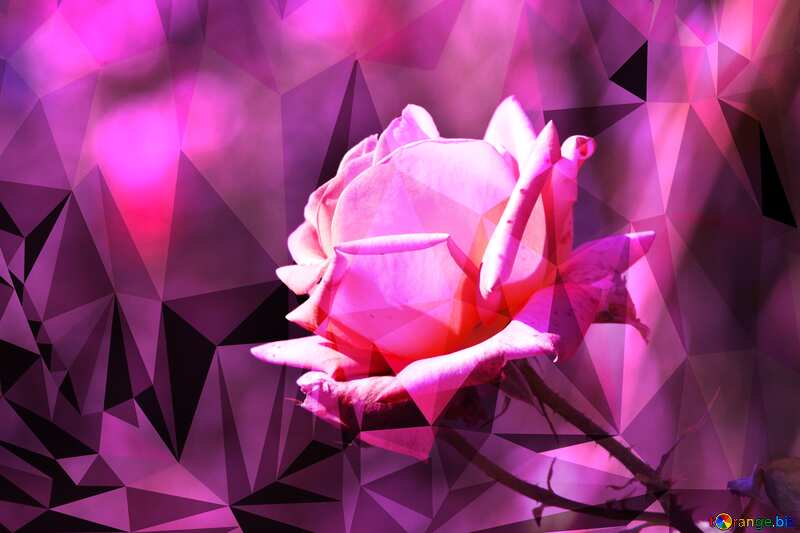 Pink rose Polygonal background №4210
